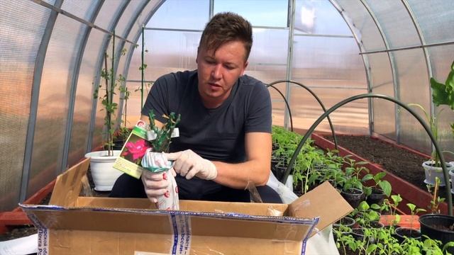 Посылка с розами.Питомник БАРБАРИС-33.Распаковка посылки. Обзор посылки с розами. смотреть онлайн