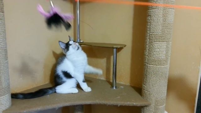 мейн кун котик vatson 24 06 2016 питомник LIVINDOR смотреть онлайн