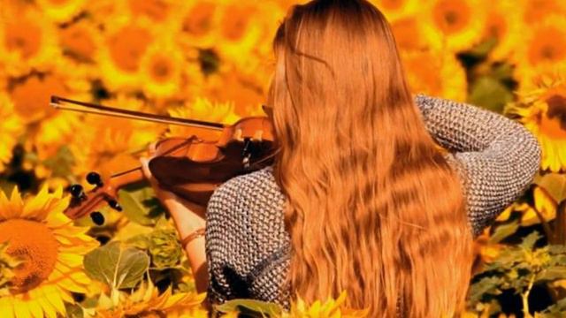 Подсолнухи тянутся в небо. смотреть онлайн