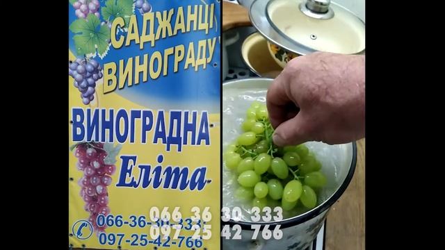 Виноград Столетие США | Домашній ізюм смотреть онлайн