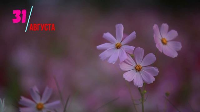 31 АВГУСТА 2023 ЧТО НЕЛЬЗЯ ДЕЛАТЬНАРОДНЫЕ ПРИМЕТЫЧТО МОЖНО ДЕЛАТЬ