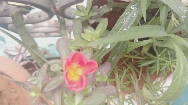 Full Bloom - Portulaca Oleracea смотреть онлайн