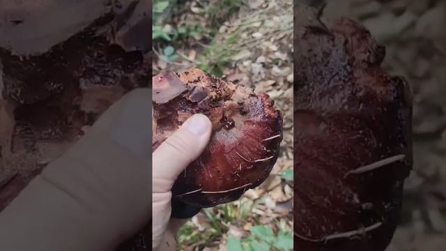 Печёночный Гриб или Гриб Бычий Язык. В лес за съедобными грибами смотреть онлайн