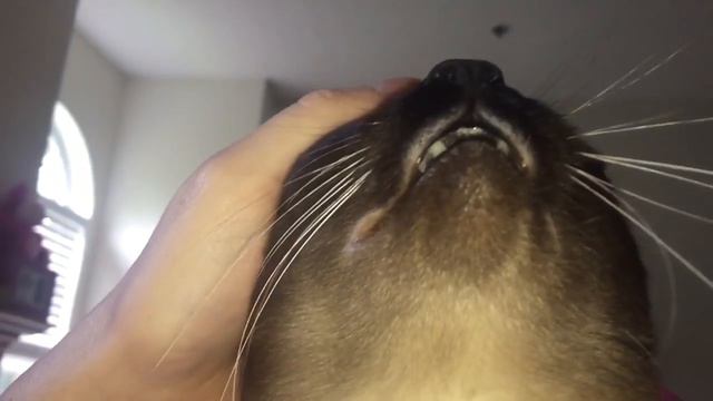 ВСЕ ДОСТАЛО ! =^..^= СИАМСКИЕ КОШКИ смотреть онлайн
