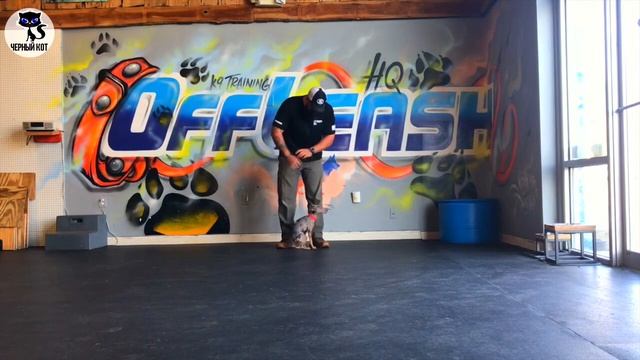 ✔ Цвергпинчер 