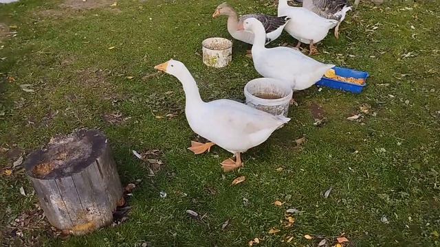 Гуси.. и ответы на вопросы... смотреть онлайн