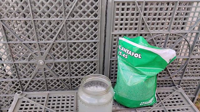 Хризантема мультифлора. Ускоряем цветение. Раскрываем бутоны.