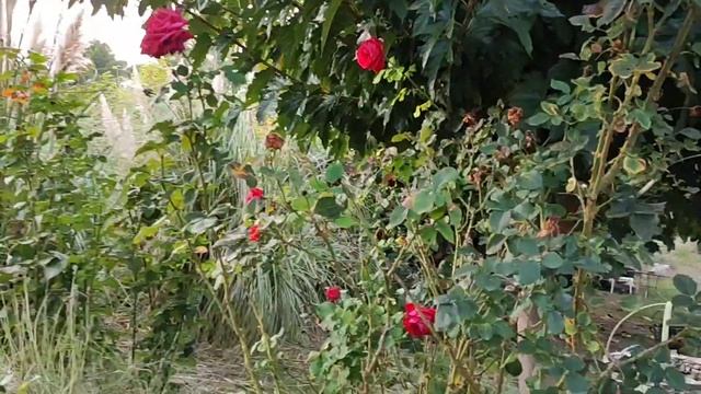 Вышла показать суккуленты,а получился ОБЗОР ОСЕННЕГО САДА смотреть онлайн