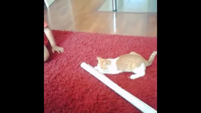 Лучшие видео инстаграм, природа, животные,спорт и многое другое..Best Video of instagram, animals смотреть онлайн