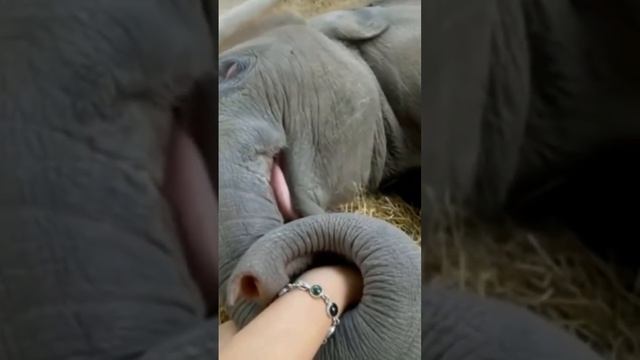 Детеныш слона держит за руку смотрителя ?❤️ смотреть онлайн