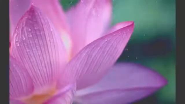 Мантра радости. Мантра открывает канал любви. The Mantra Of Joy. The Mantra Opens A Channel Of Love