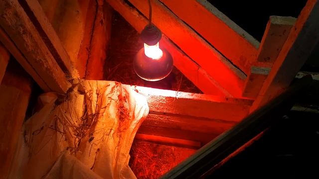 Засада и решение проблемы с многоплодием у мало сосковой свиноматки