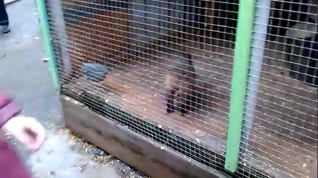 волик, не вой, съешь того мальчика:) смотреть онлайн