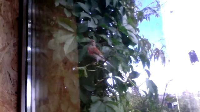 Долбанутая птичка бьётся в окно картинка в описани смотреть онлайн