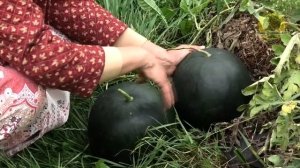 Арбуз Огонёк - выращиваем сами!