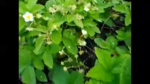 Земляника Аттила. Завязывается и начинает созревать