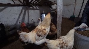 Жизнь на юге. Курицы зимой не несутся? Нужен курицам петух?