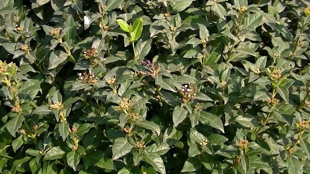 Le Viburnum tinus смотреть онлайн