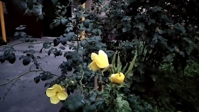 Срочно ❗❗❗нужна семья для Жоры. Алыча с мелиссой и мятой. смотреть онлайн