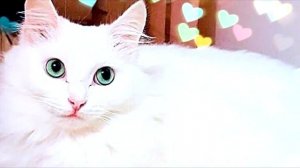 Под машиной плакала кошечка необыкновенной красоты! Девушка пыталась ее выманить!