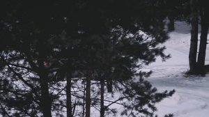 Тест-драйв AUDI Q7/Ауди Ку7 (обзор проблем, минусы и плюсы; паркетник / внедорожник )