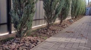 Формирование вертикального можжевельника в один ствол. Часть 2.