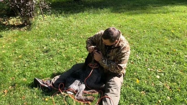 Что делать если собака всего боится смотреть онлайн