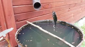 Самоподсекатель для рыбалки  родом из СССР.Тест + чертеж