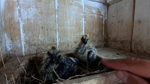 ГОЛУБИ ЛАЛАКИ ТАДЖИКСКИЕ ТАКЛА . ГОЛУБЯТА, кормление пискунов