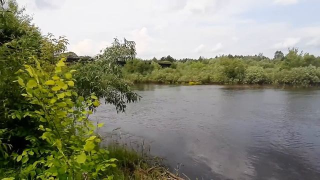 Дикая природа в зоне отчуждения после катастрофы на ЧАЭС спустя 35 лет смотреть онлайн