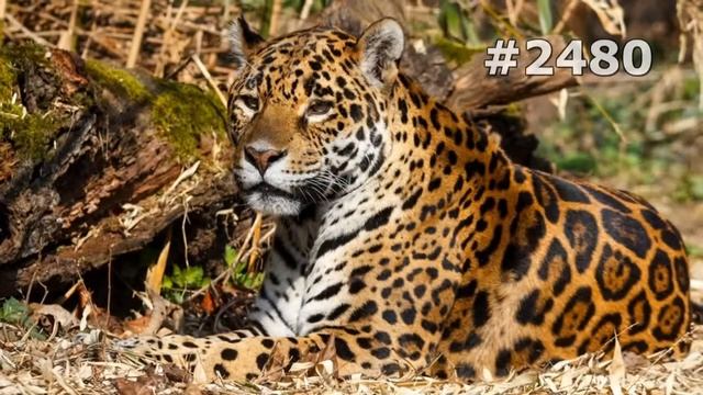 #2480. Ягуары (В мире животных) смотреть онлайн