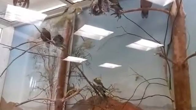 Красивое пение птиц Иволга смотреть онлайн