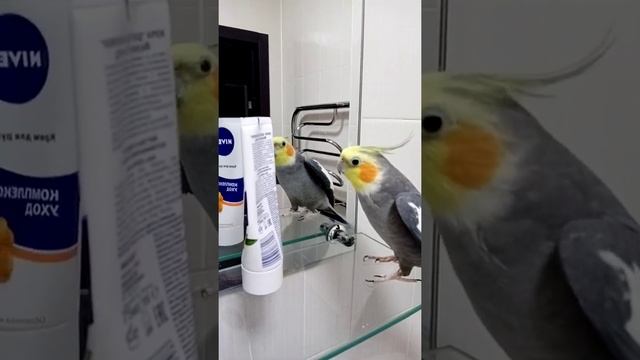 корелла болтает и поёт песни, попугай корелла разговаривает ?????? смотреть онлайн