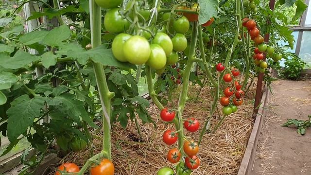 Томат Черри Кокта F. Лидер среди томатов. Семена партнер. смотреть онлайн