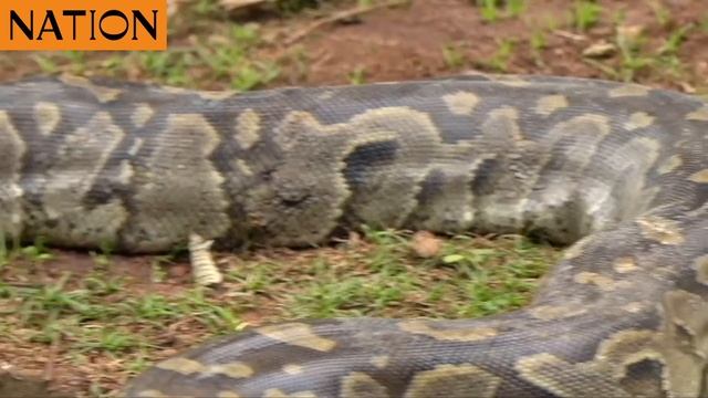 A 2-metre python that has been a threat to residents of Karaha in Kabuta, Murang'a finally caught смотреть онлайн