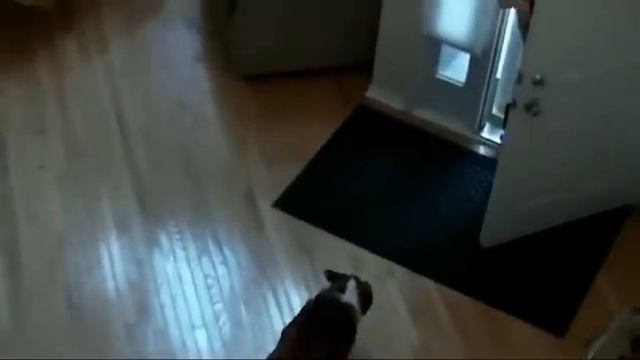 Teddy the English Bulldog on TV смотреть онлайн