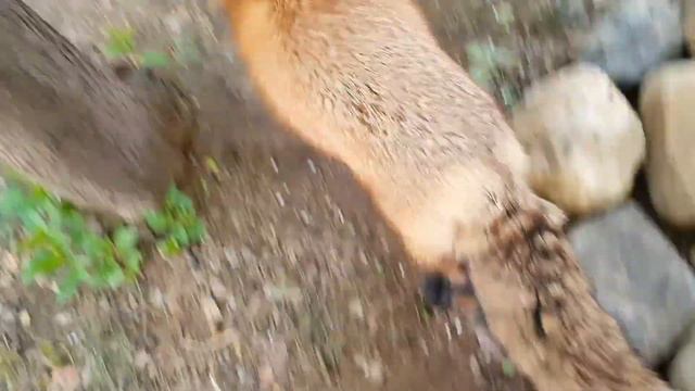 ЛИ СЯО. Алиса - Лиса. Слегка капризные прогулки у пруда. смотреть онлайн