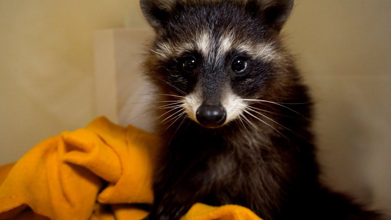 Коты, сурикат и маленький енот: в котокафе Благовещенска появился новый питомец смотреть онлайн