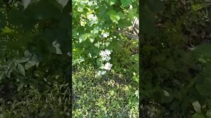 Пик цветения ежевики.