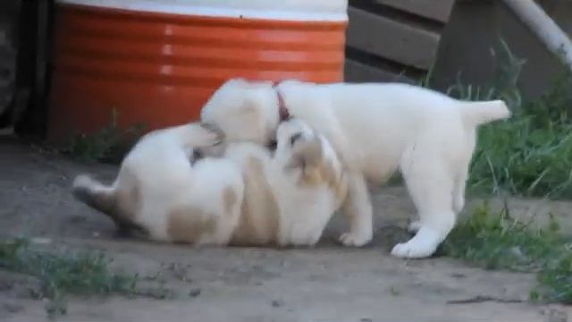 ПРОДАЖА Тимерташ Венера - Среднеазиатские овчарки питомника ТИМЕРТАШ смотреть онлайн