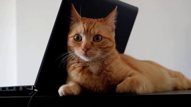 HP Pavilion POWER - Cat Experience смотреть онлайн