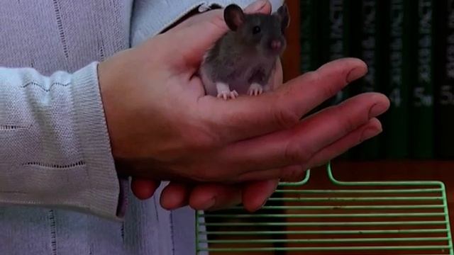 УМНЫЙ ПИТОМЕЦ: КРЫСА смотреть онлайн