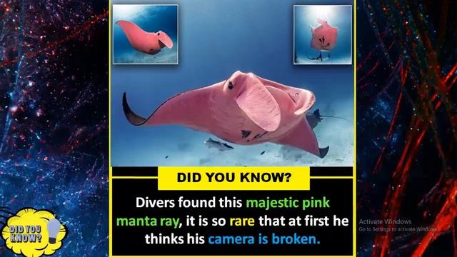 Did You Know Facts? #20 || The Amazing Fact || ? Which Will Blow Your Mind ? смотреть онлайн