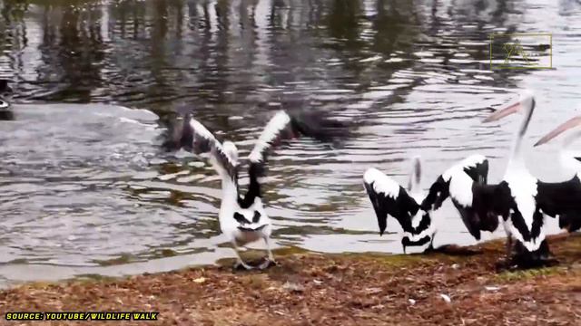 36th Eps - Meet The Australian Pelican, The Giant Beaked Birds смотреть онлайн