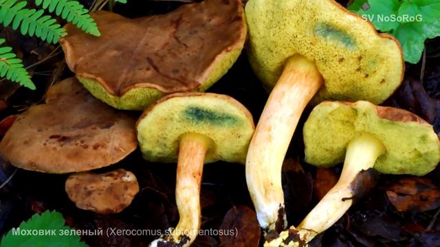 Моховик зеленый (Xerocomus Subtomentosus)