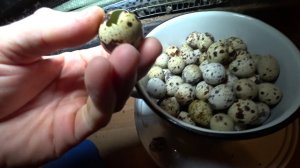 ПЕРЕПЕЛА / Старые перепела, чем кормлю, яйценоскость, причины облысения, странная ракушка и др.