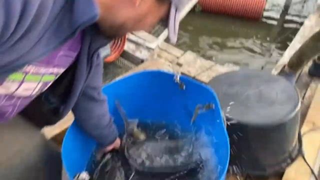 Запуск осетра КРХ ДОБРЫЙ КЛЕВ ЮСУПОВО смотреть онлайн