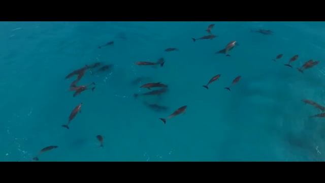 Дельфины на гребне волны | Surfing | DJI Phantom 4 смотреть онлайн