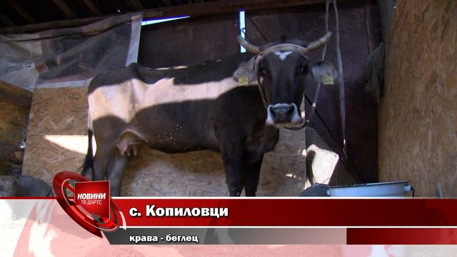 Крава беглец в Кюстендилско смотреть онлайн
