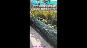 Тыква 14 метров.